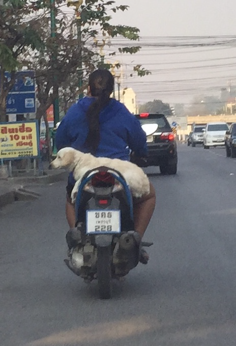 Street dog riding on a motorbike in Thailand